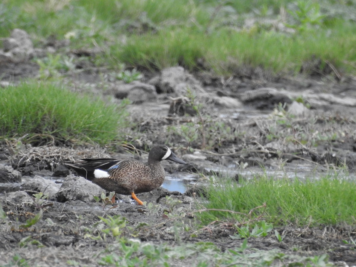 Blue-winged Teal - Isain Contreras