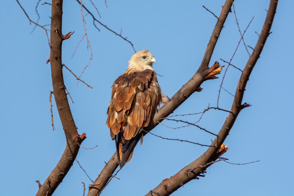 Brahminy Kite - ML164128281