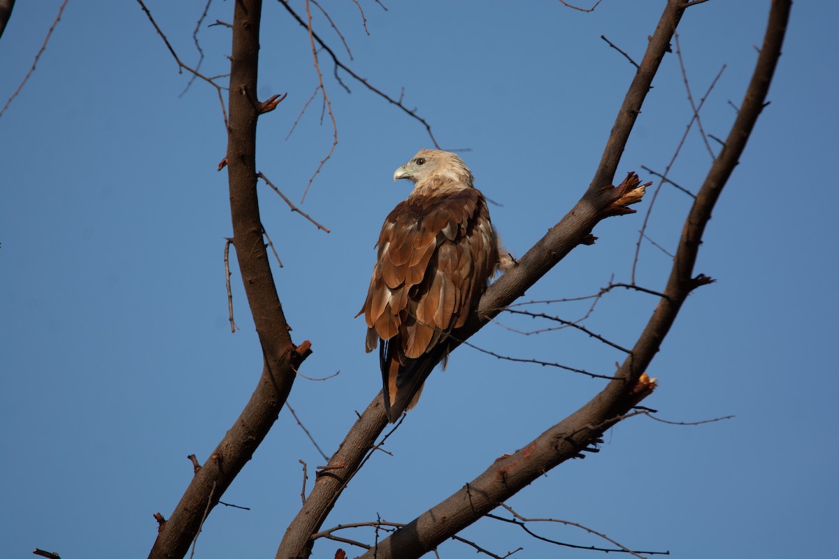 Brahminy Kite - ML164128571