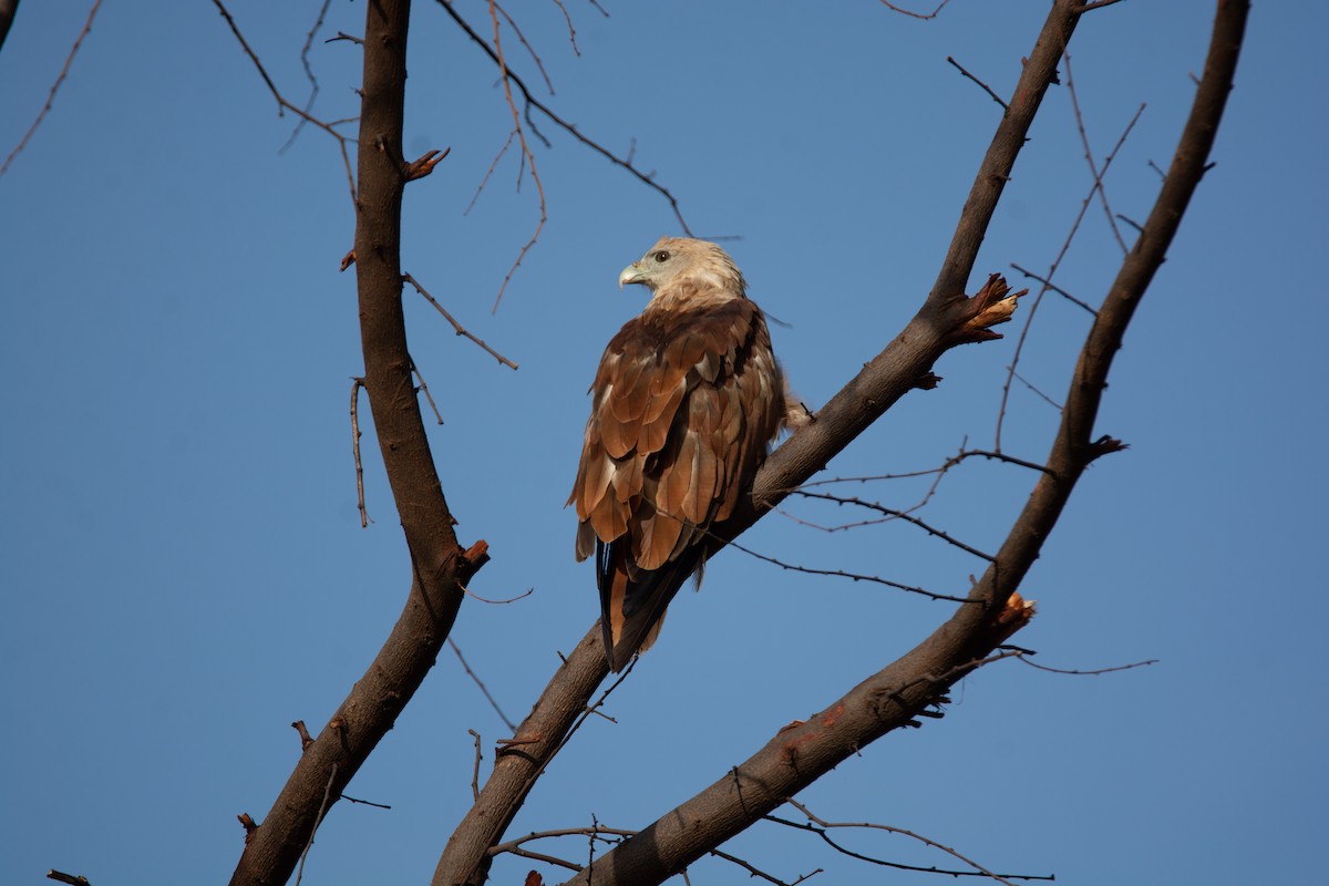 Brahminy Kite - ML164128601