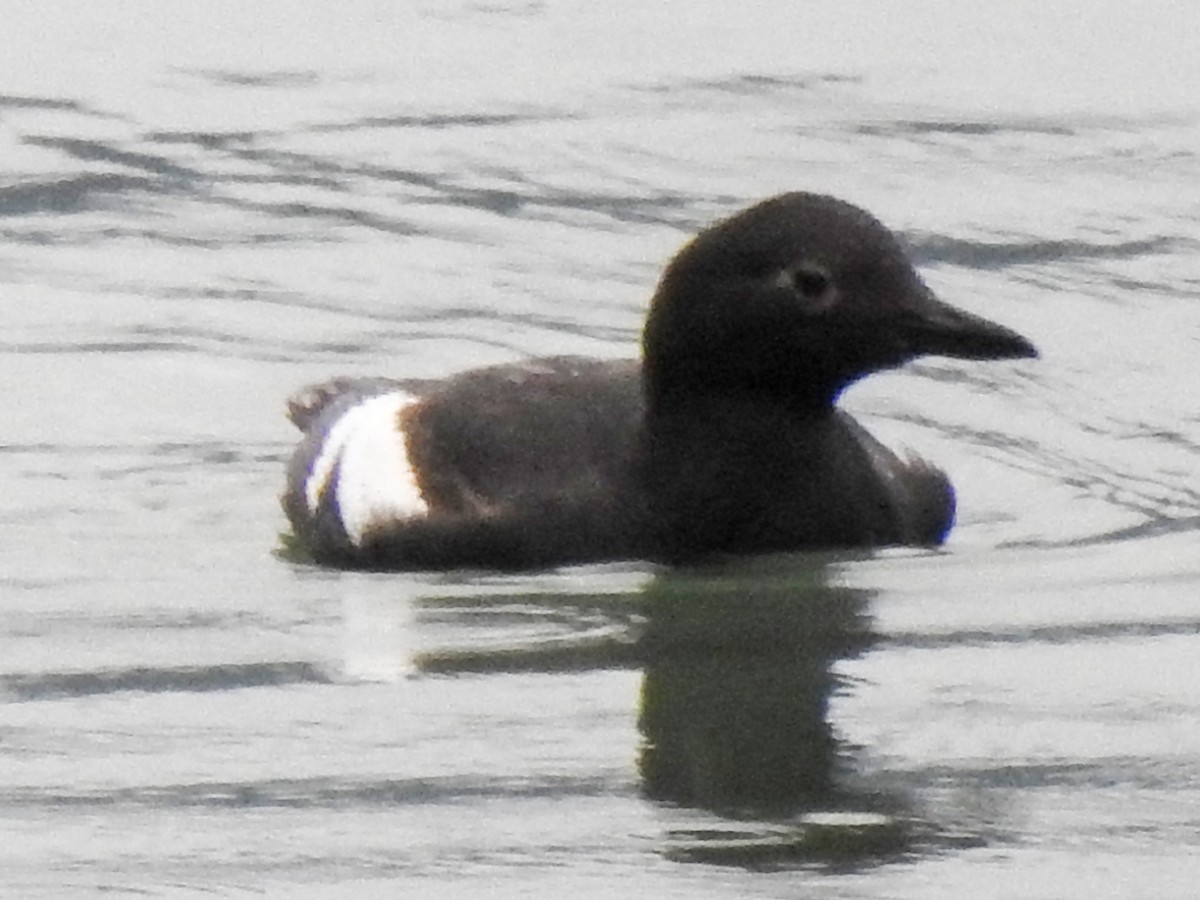 Pigeon Guillemot - Carolyn Sebestyen