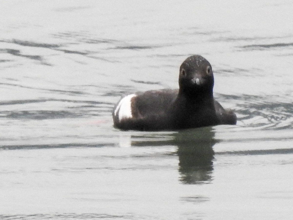 Pigeon Guillemot - ML164129681