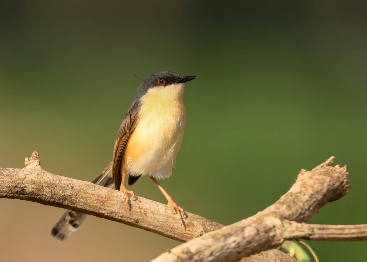 Ashy Prinia - ML164130331