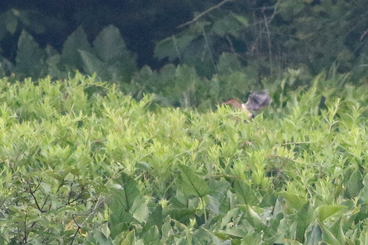 Least Bittern - ML164130711