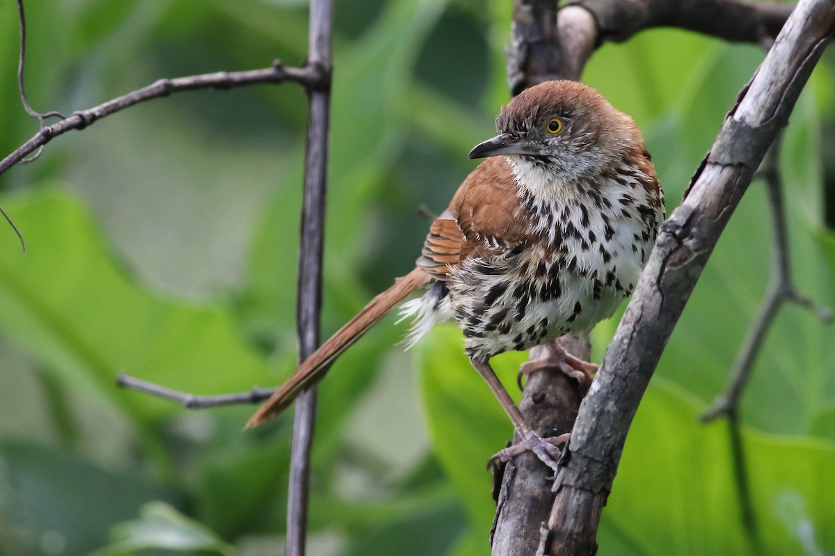 Brown Thrasher - ML164130751