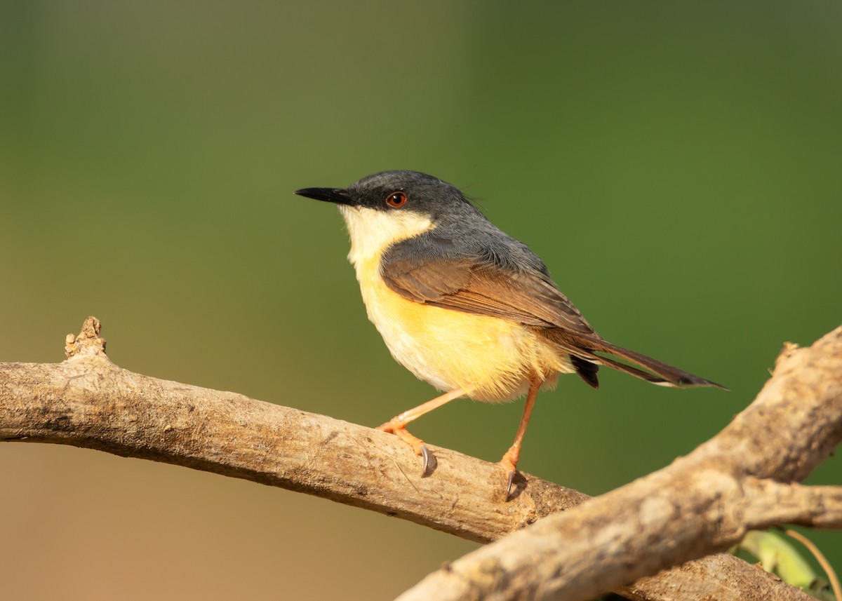 Ashy Prinia - ML164131051