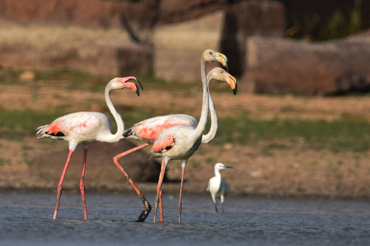 Greater Flamingo - M Vinay