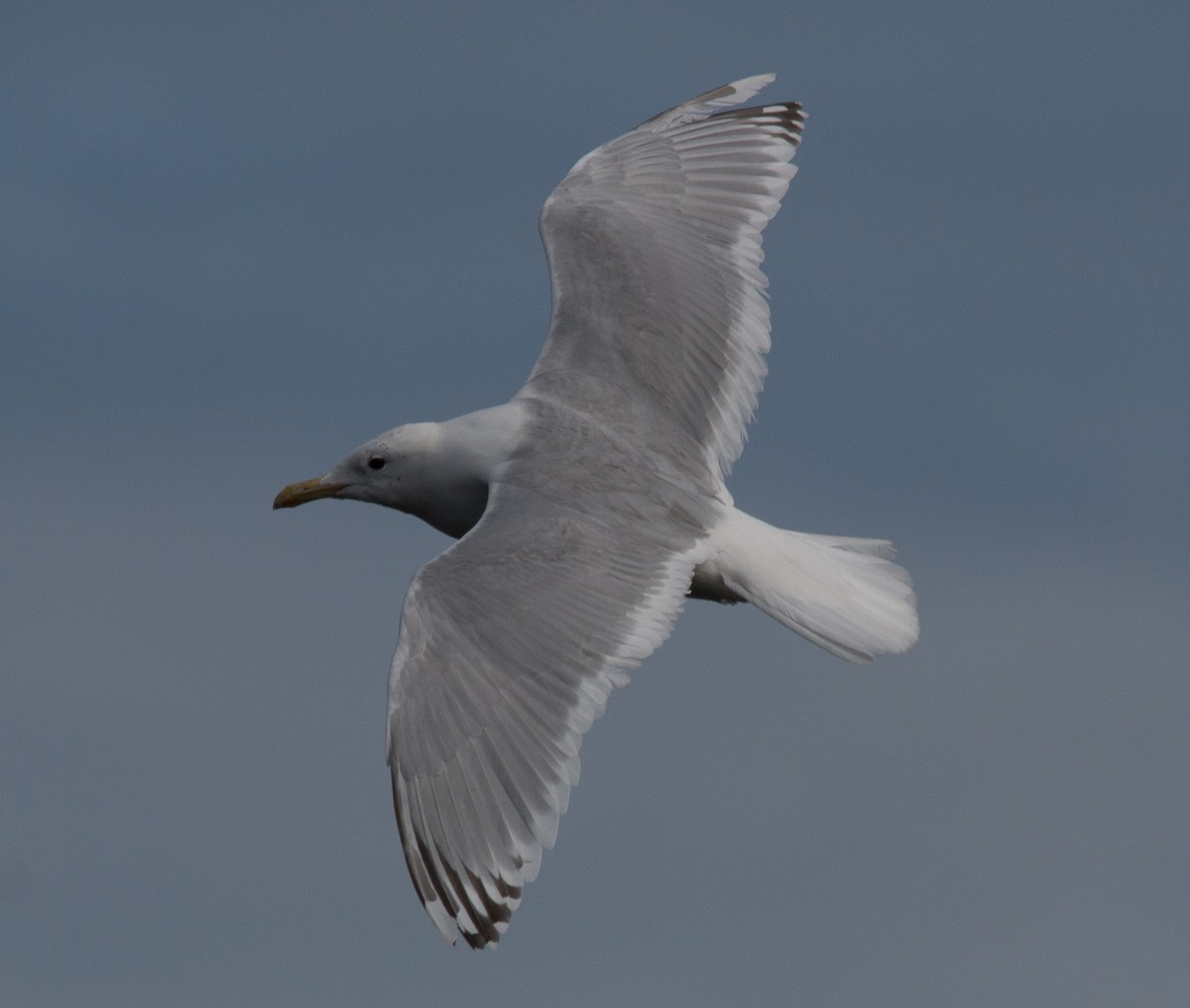 Iceland Gull (Thayer's) - Joel Strong
