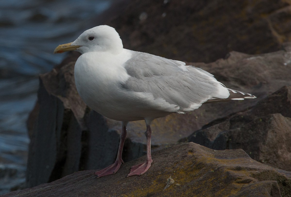 Iceland Gull (Thayer's) - Joel Strong