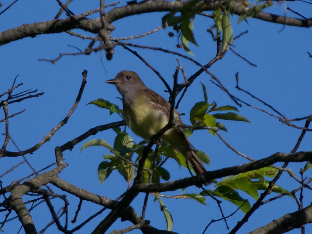Great Crested Flycatcher - ML164135451
