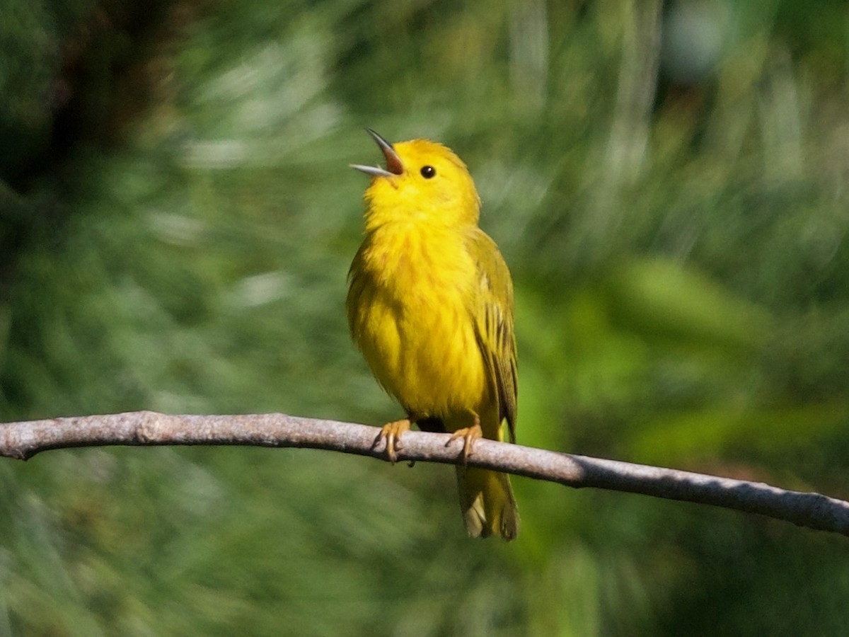 Yellow Warbler - Christopher Eliot