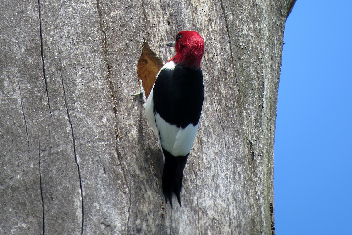 Red-headed Woodpecker - ML164138241