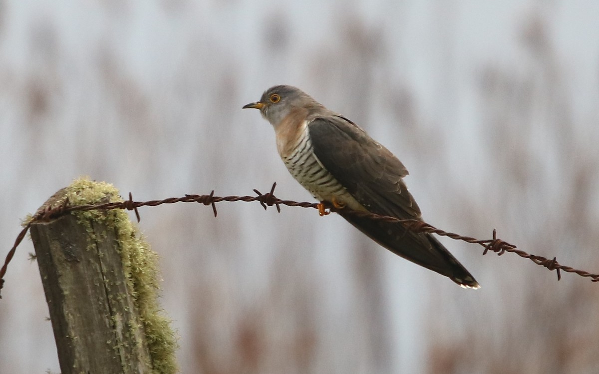 Himalayan Cuckoo - ML164139861