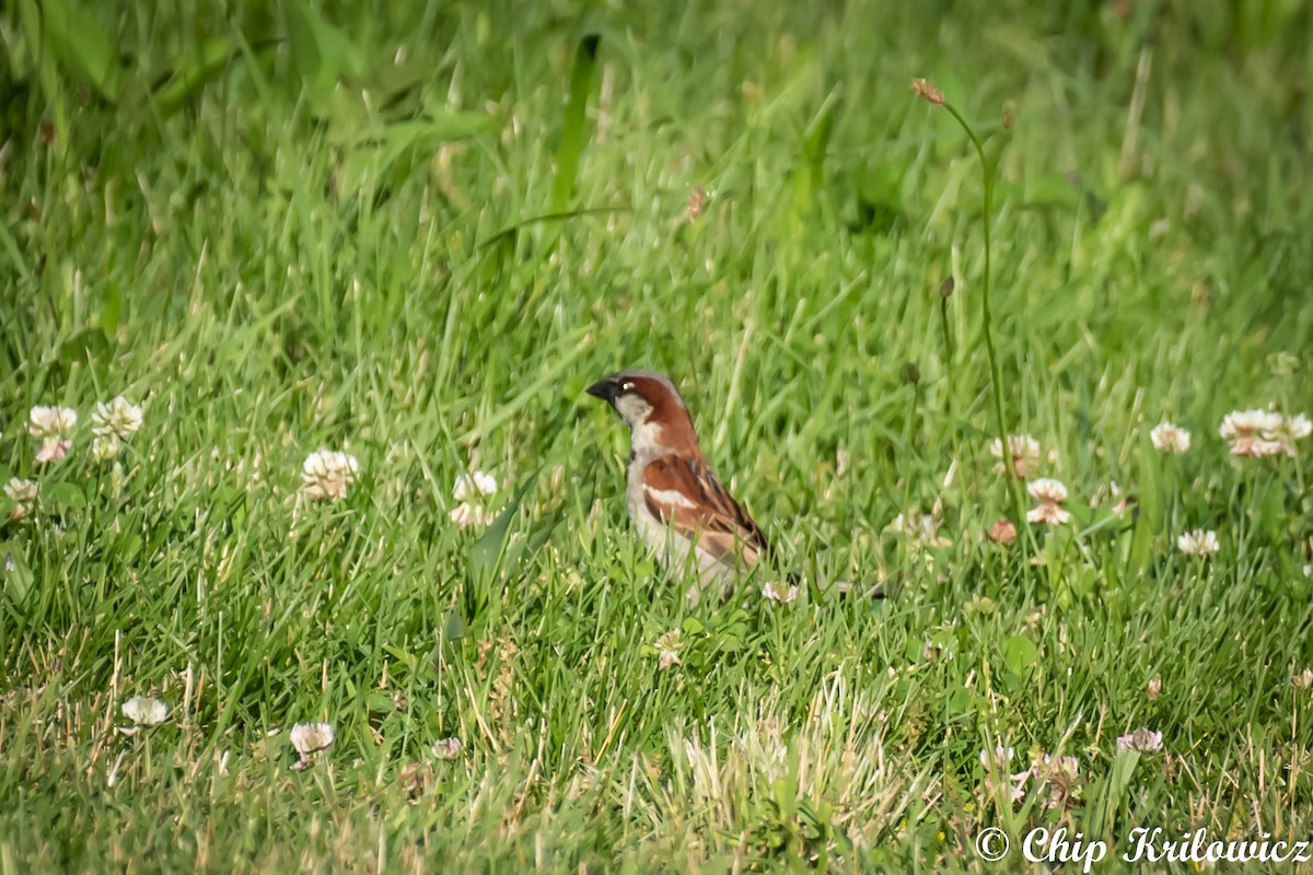 House Sparrow - ML164142711