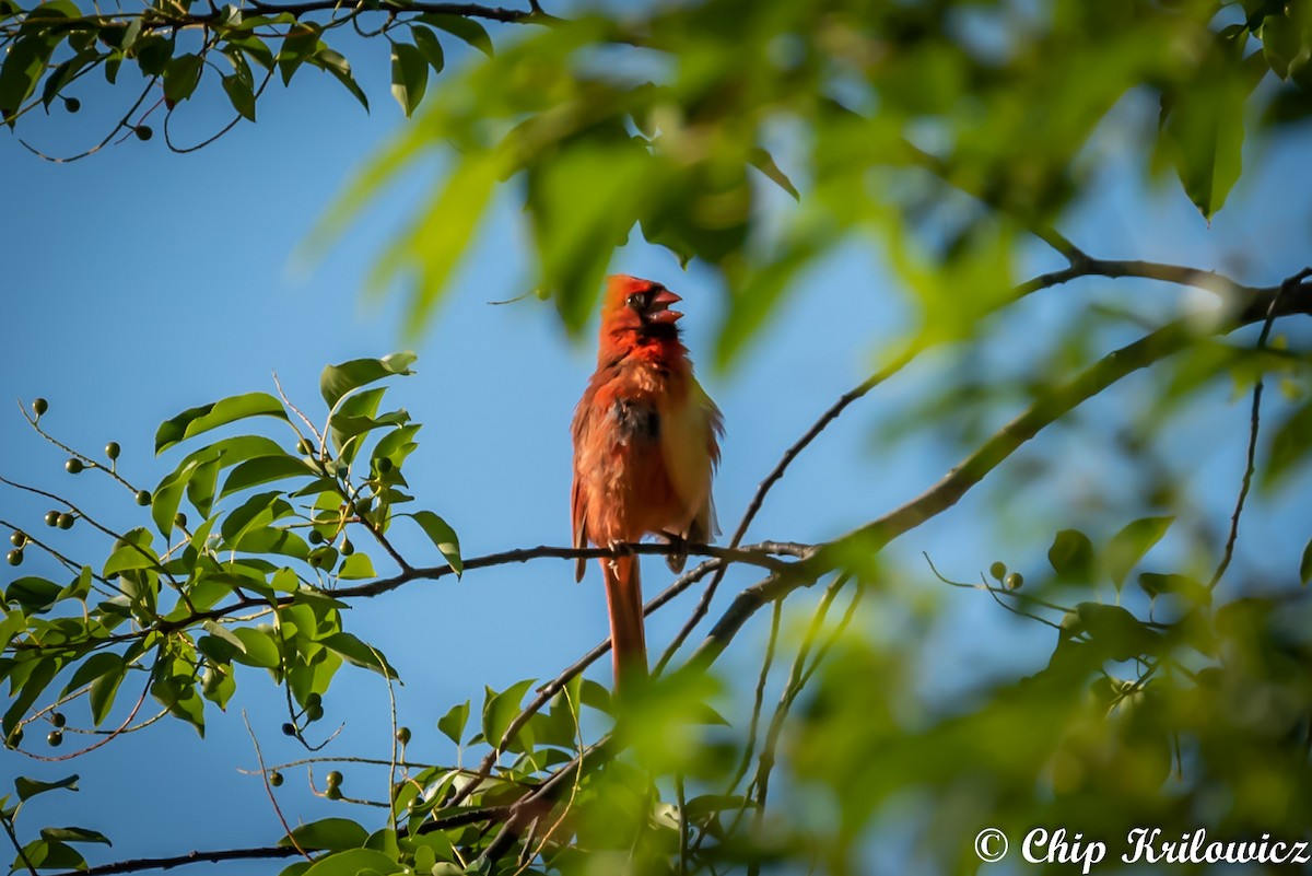 Northern Cardinal - ML164142741