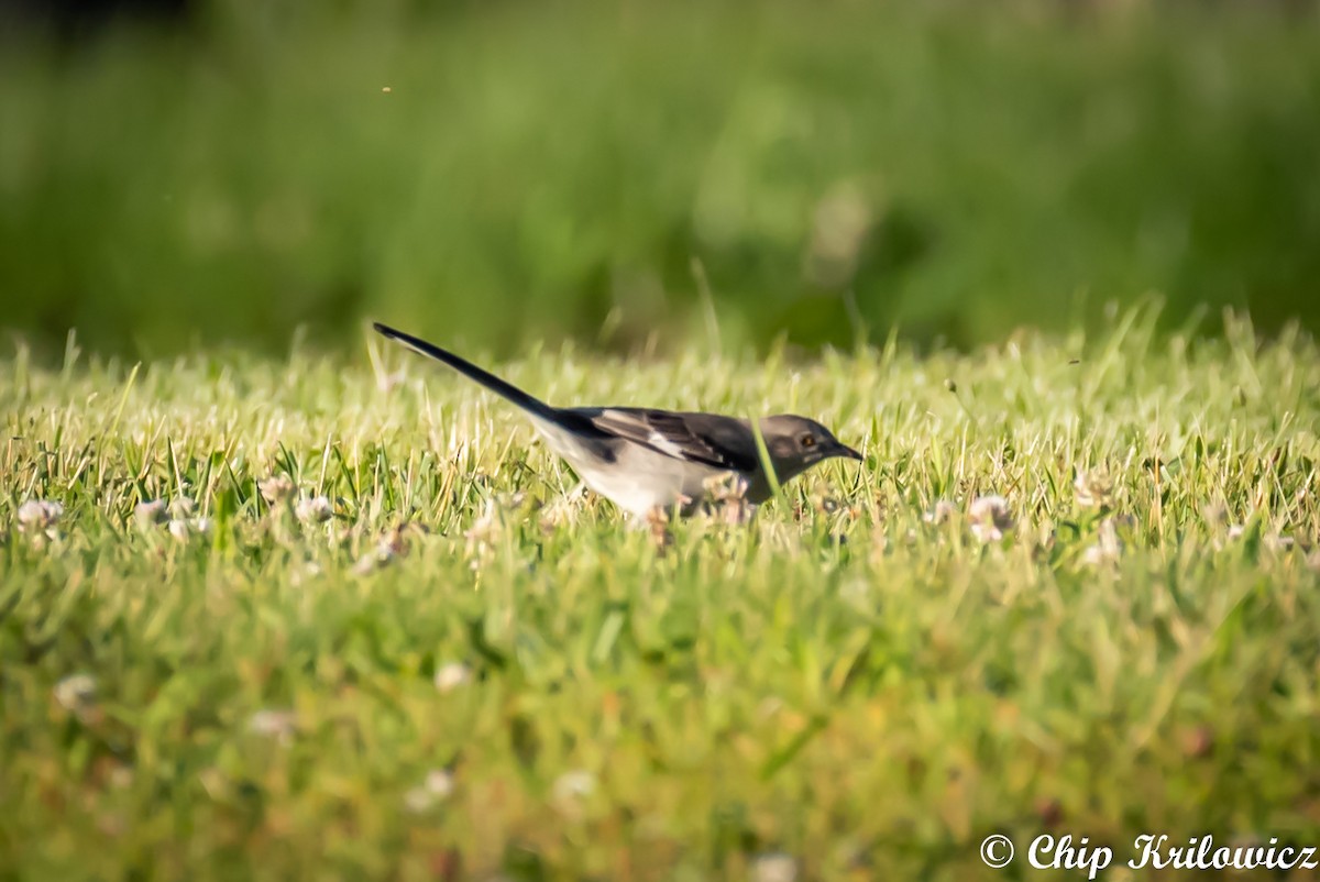 Northern Mockingbird - ML164142821