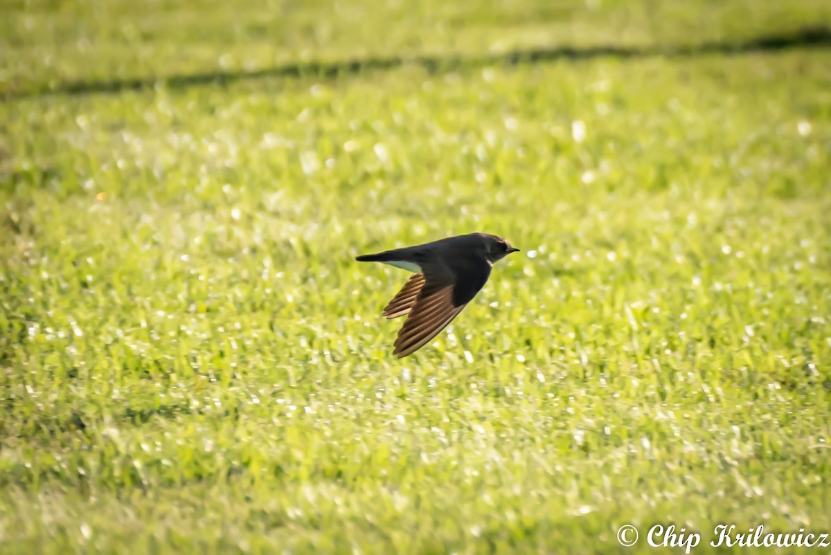 Northern Rough-winged Swallow - ML164142891
