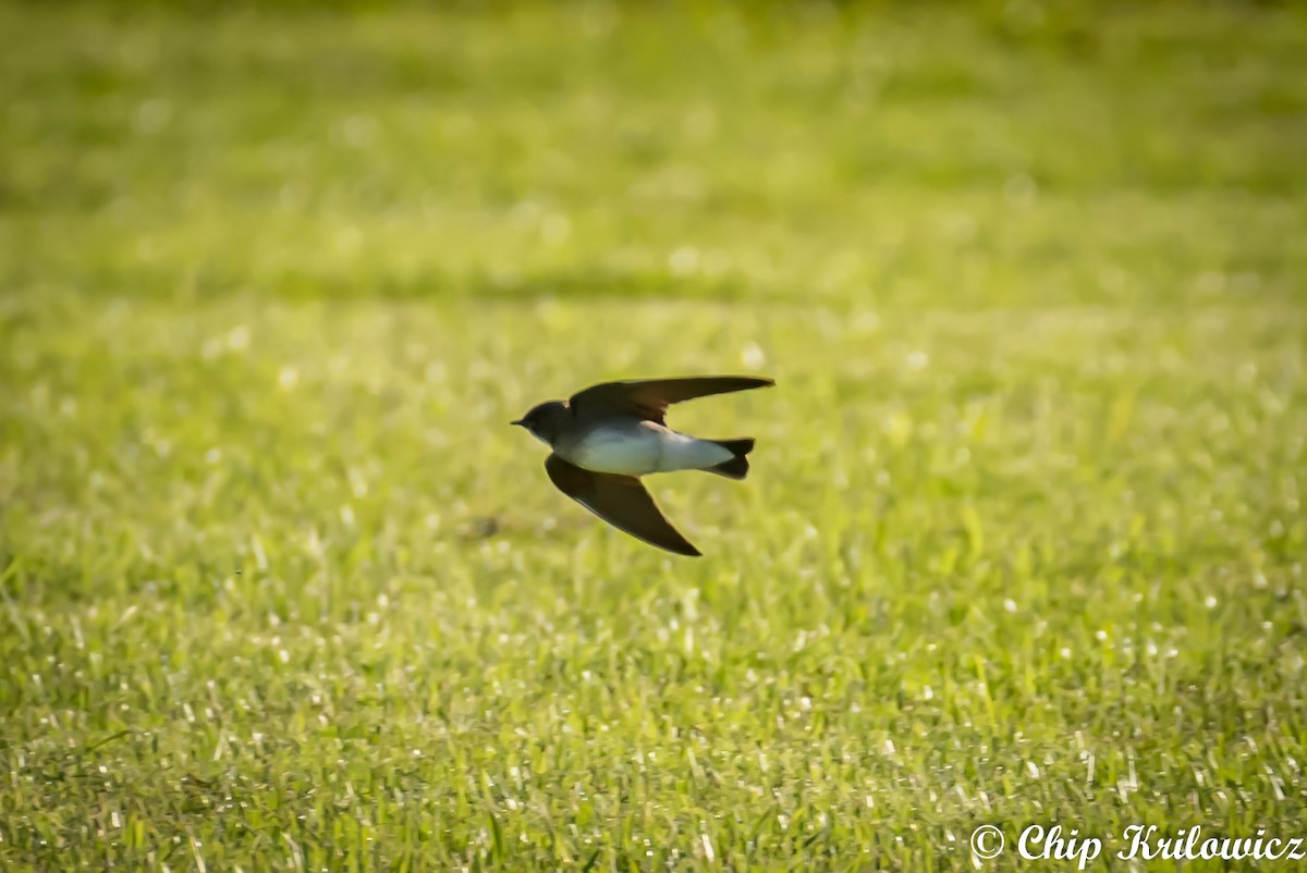 Northern Rough-winged Swallow - ML164142921