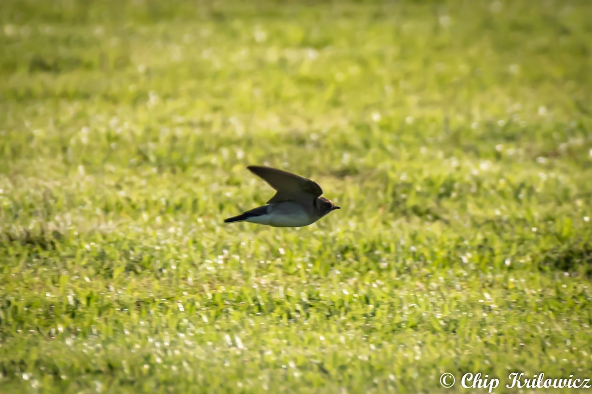 Northern Rough-winged Swallow - ML164142931