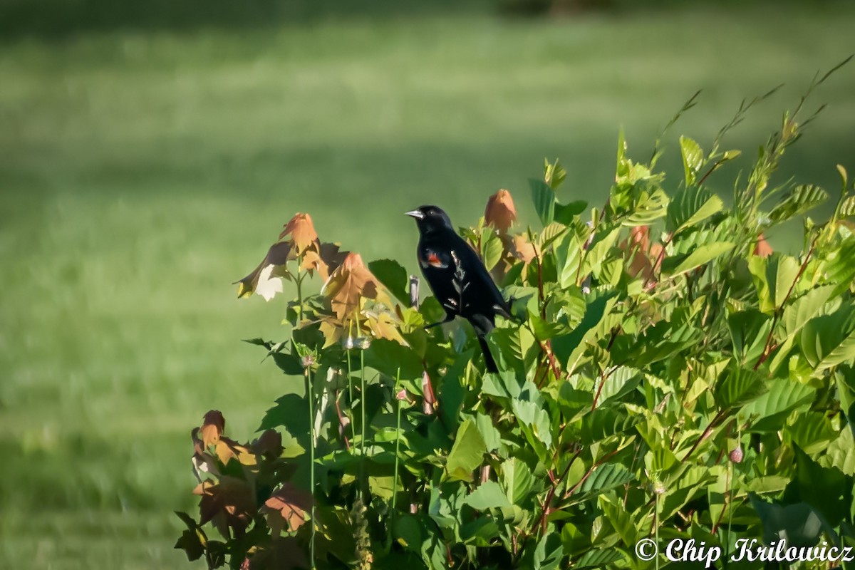 Red-winged Blackbird - ML164142981