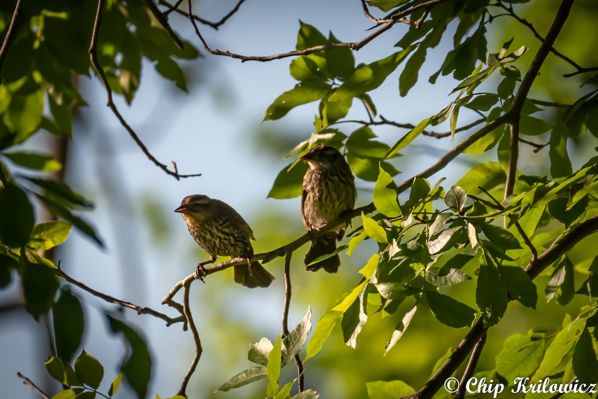 Red-winged Blackbird - ML164143021
