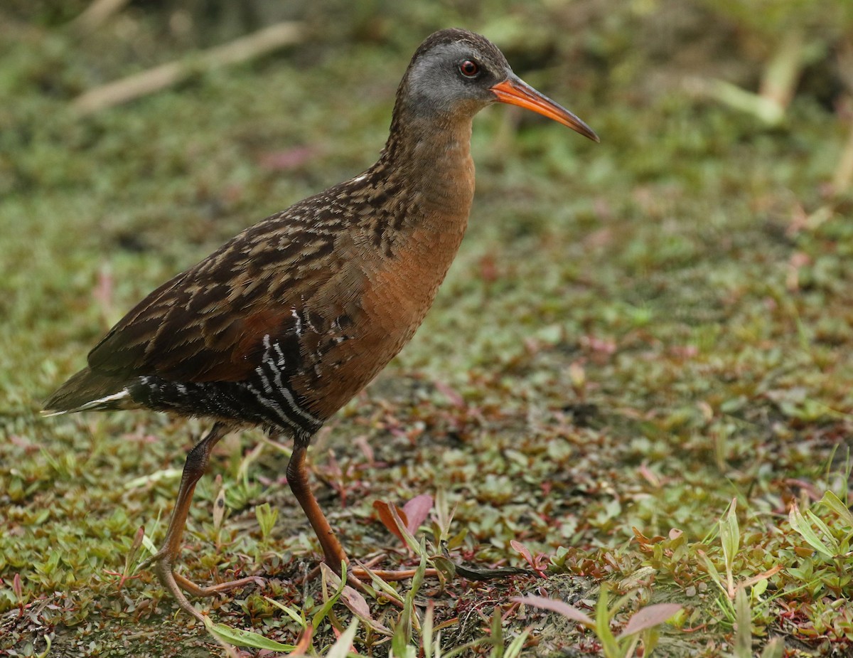 Virginia Rail - ML164144081
