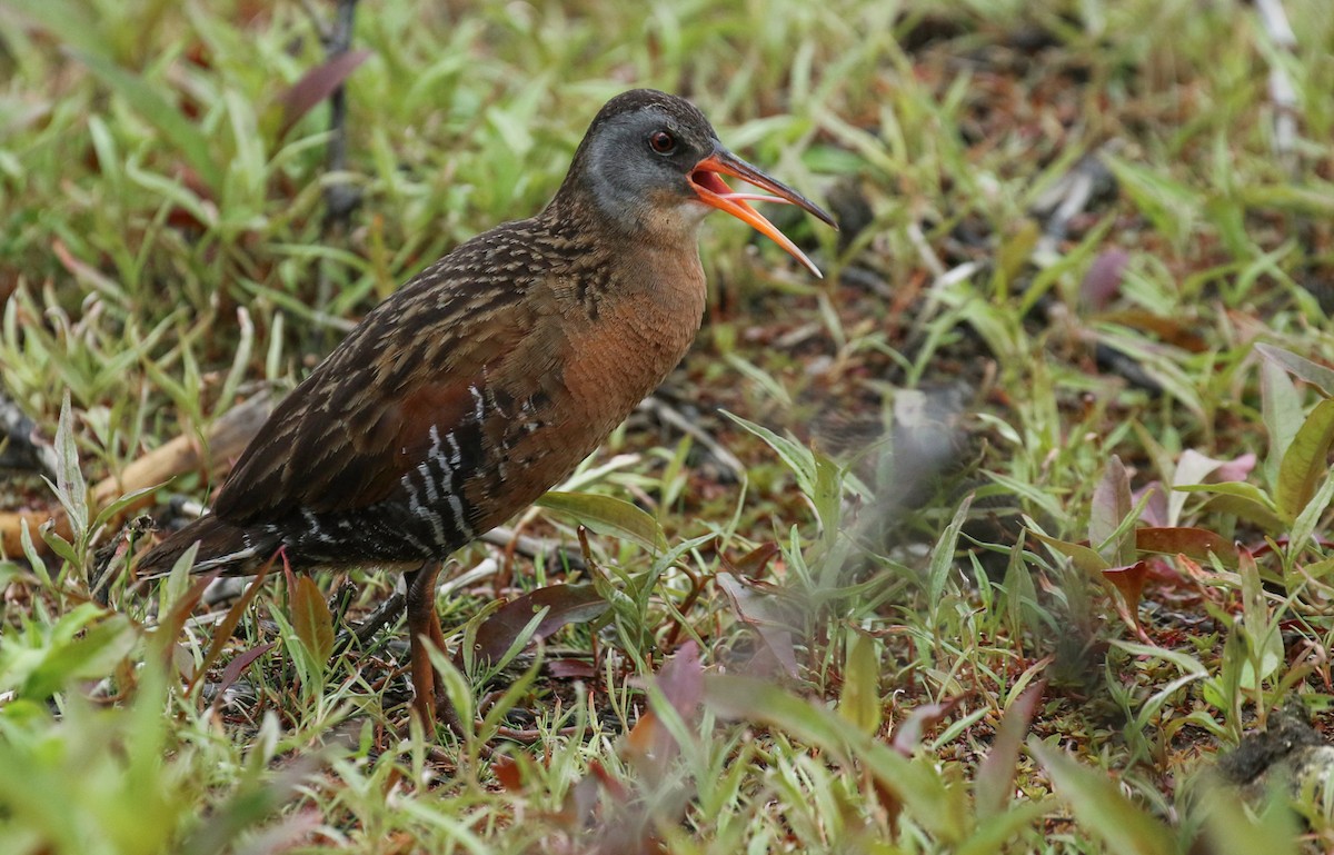 Virginia Rail - ML164144101