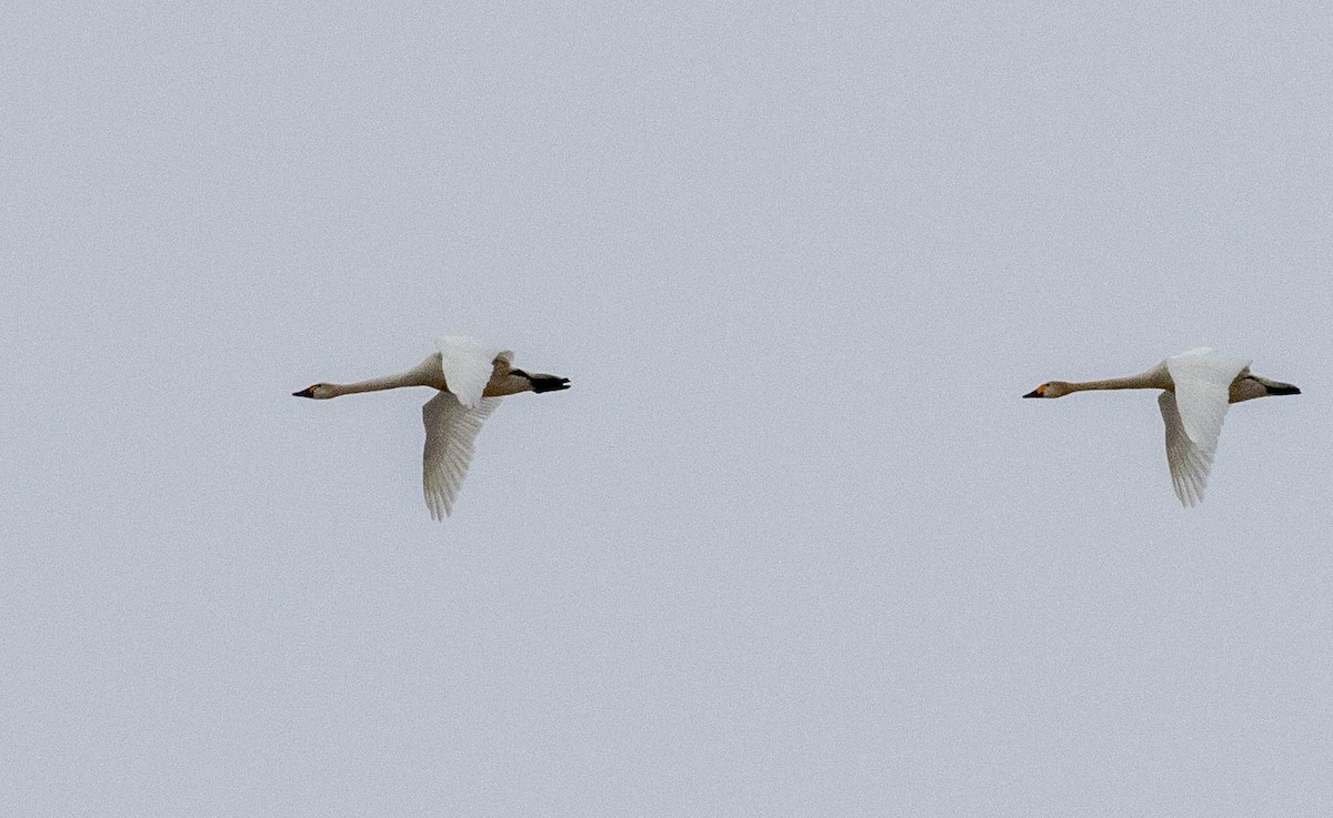 Tundra Swan - ML164145891