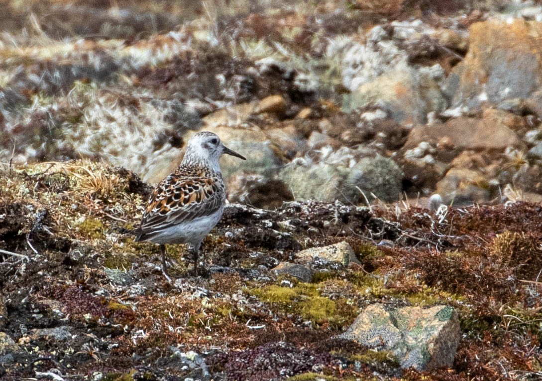 Rock Sandpiper - ML164146231