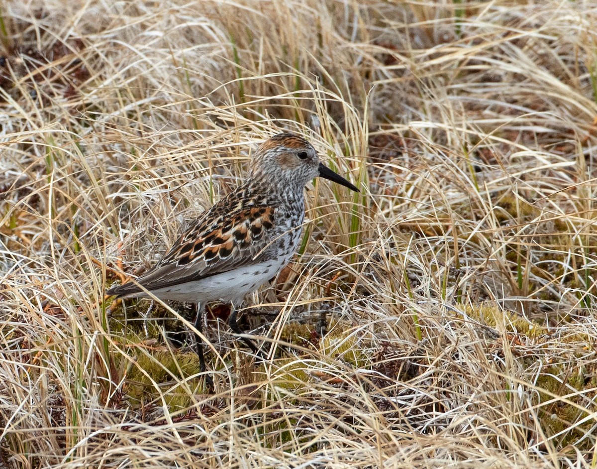 Western Sandpiper - ML164146251