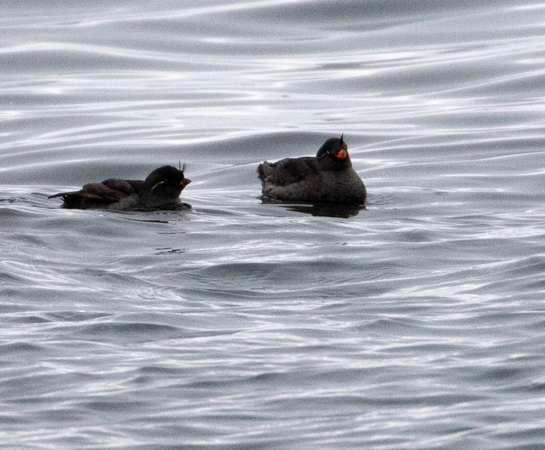 Crested Auklet - ML164146261