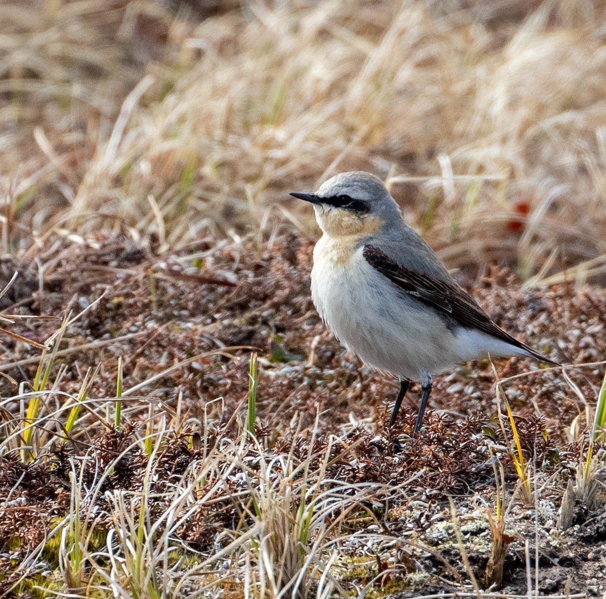 Northern Wheatear - ML164146271