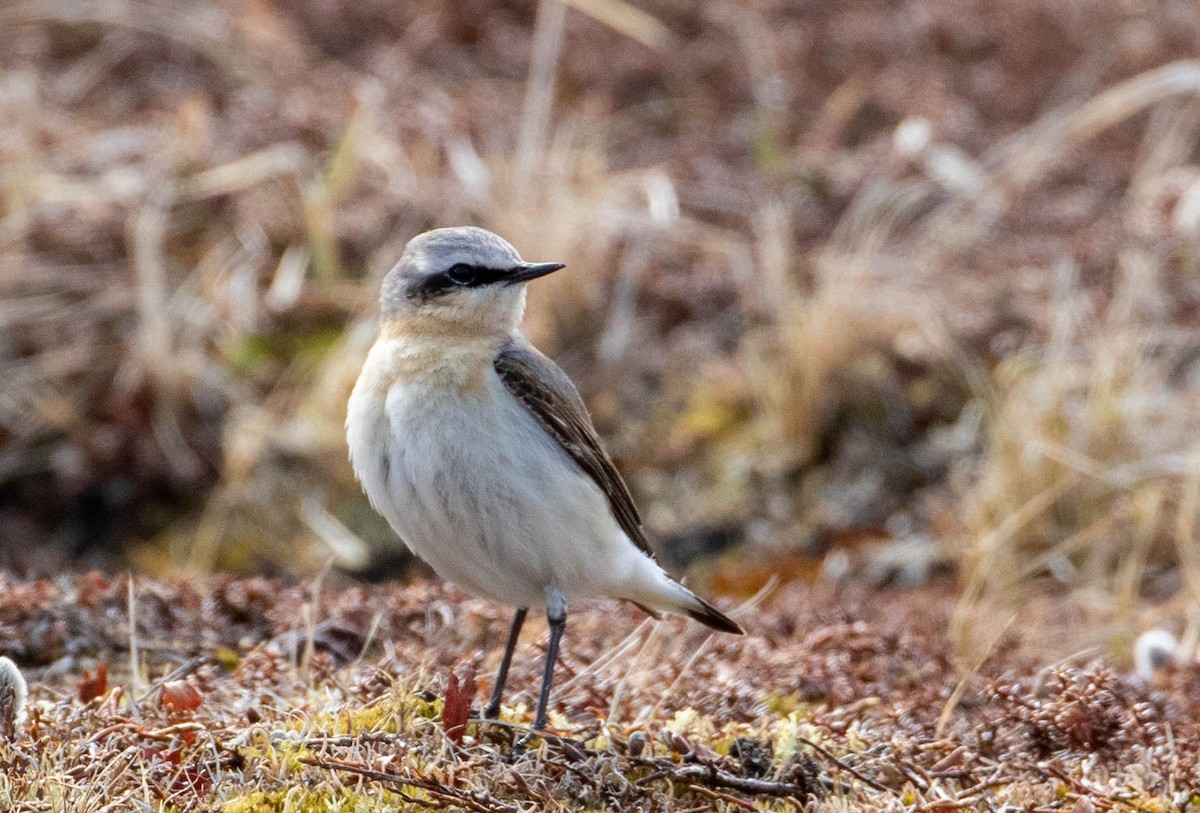 Northern Wheatear - ML164146301