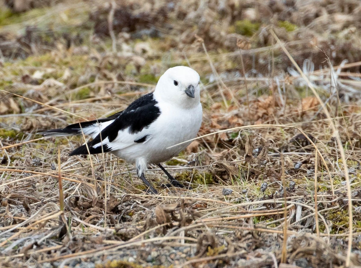 Snow Bunting - ML164146351