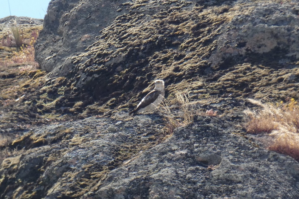 slangeørn - ML164147251