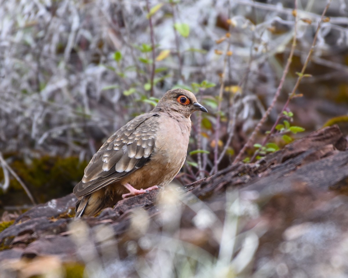 Bare-faced Ground Dove - Greg Hudson