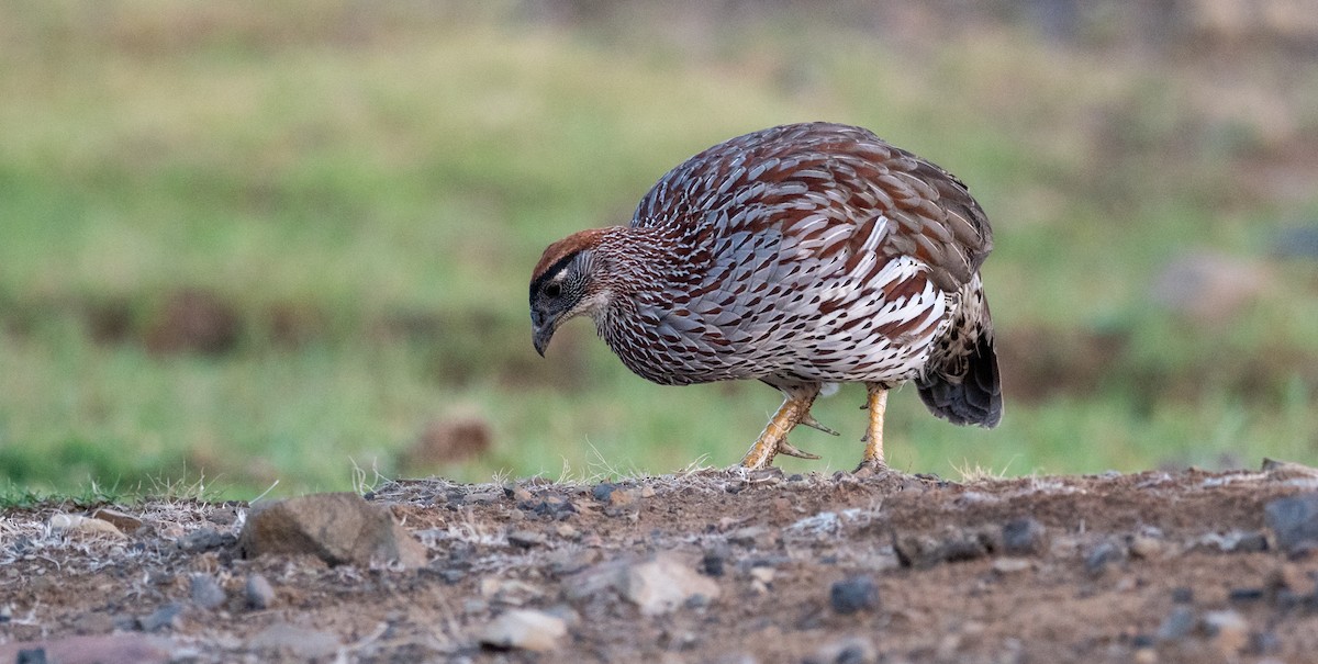 Francolin d'Erckel - ML164147451