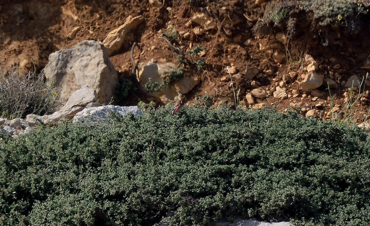 Crimson-winged Finch - ML164148981