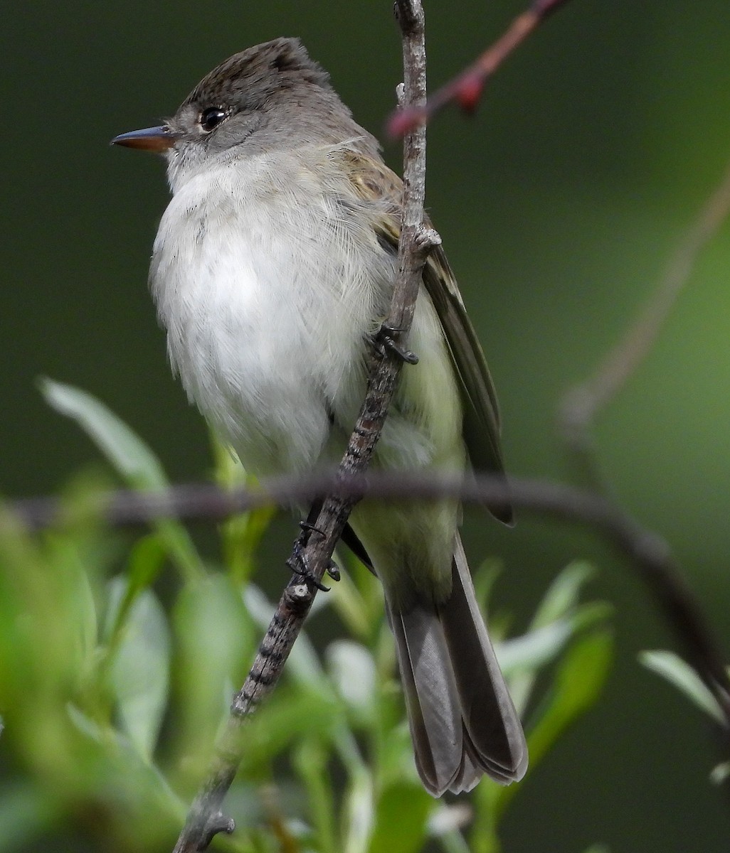 Willow Flycatcher - ML164149191