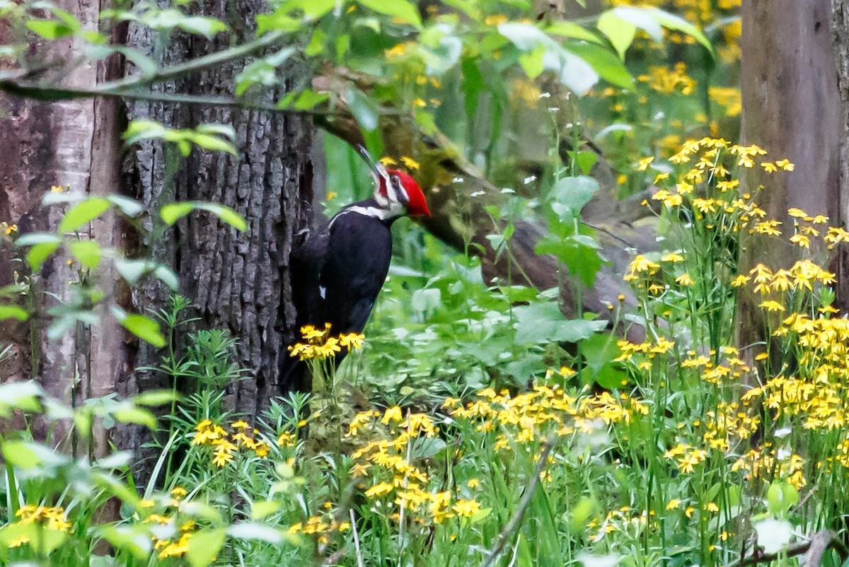 Pileated Woodpecker - ML164151301