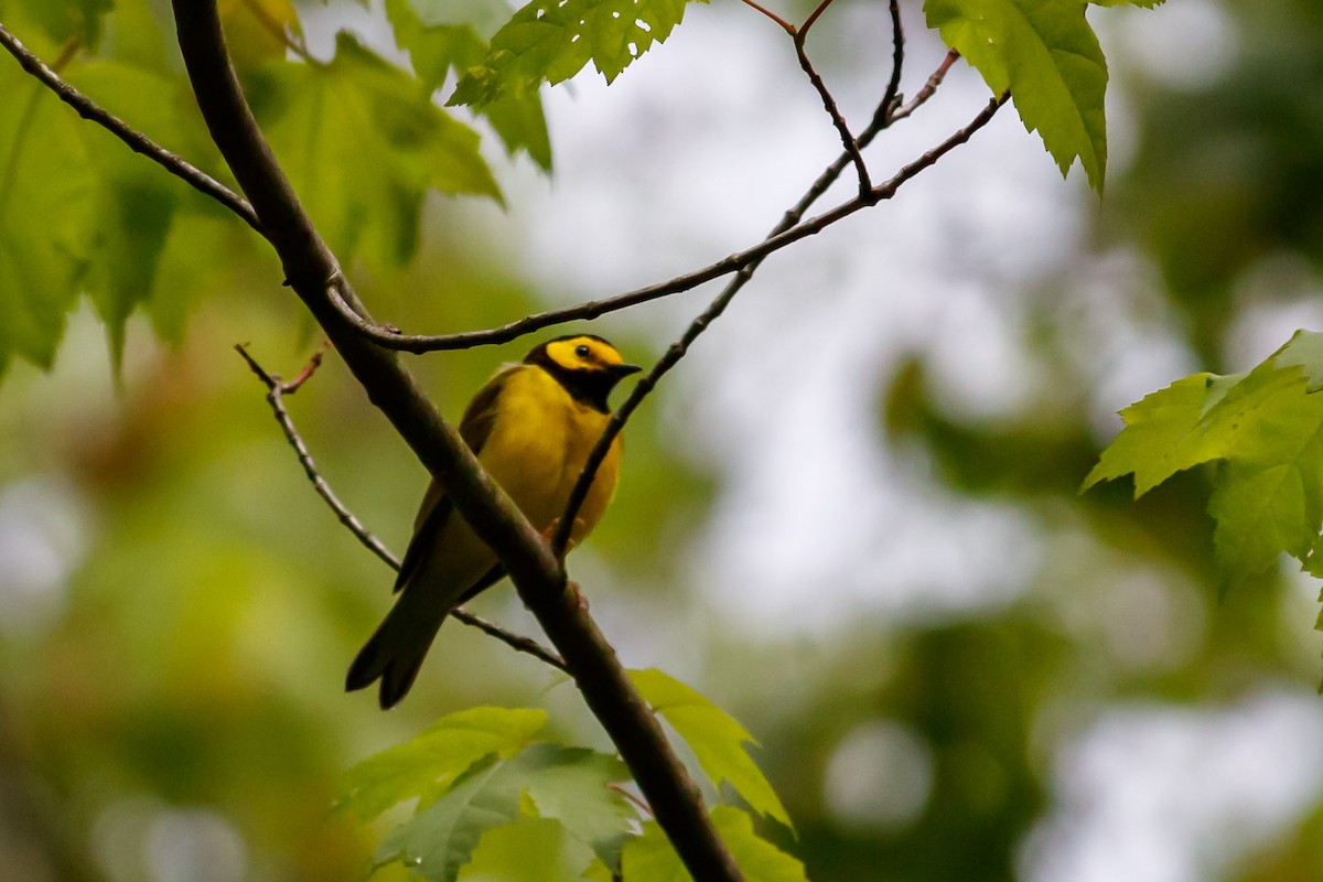 Hooded Warbler - ML164151311