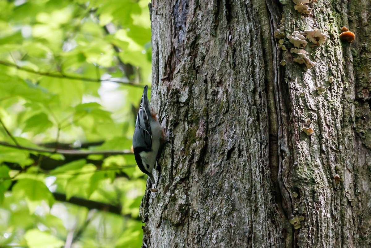 White-breasted Nuthatch (Eastern) - Carole Rose