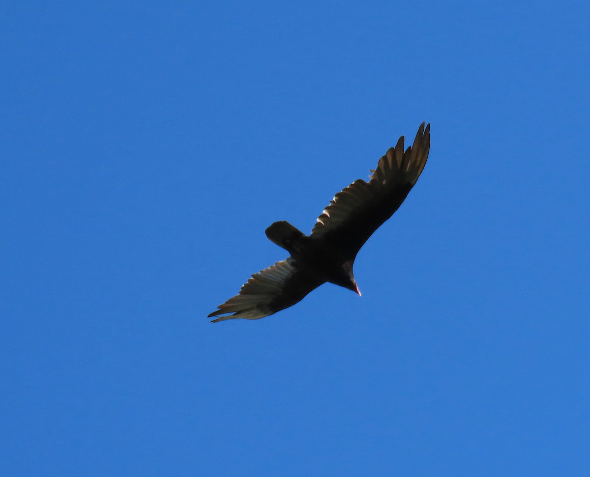 Turkey Vulture - ML164151381