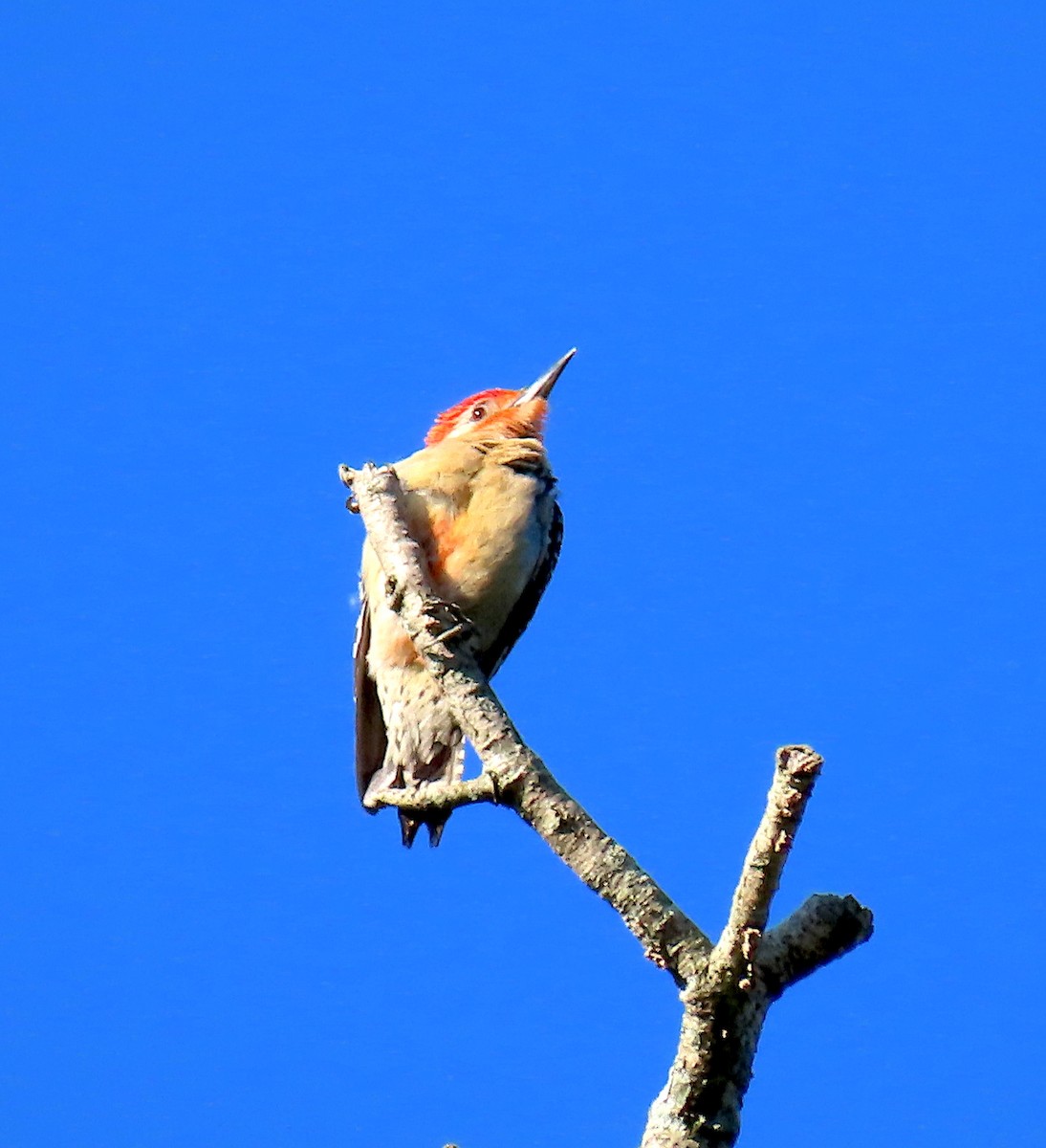 Red-bellied Woodpecker - ML164151481