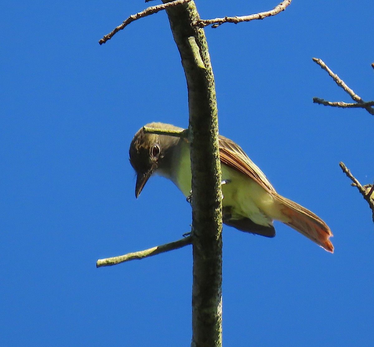 Great Crested Flycatcher - ML164151521