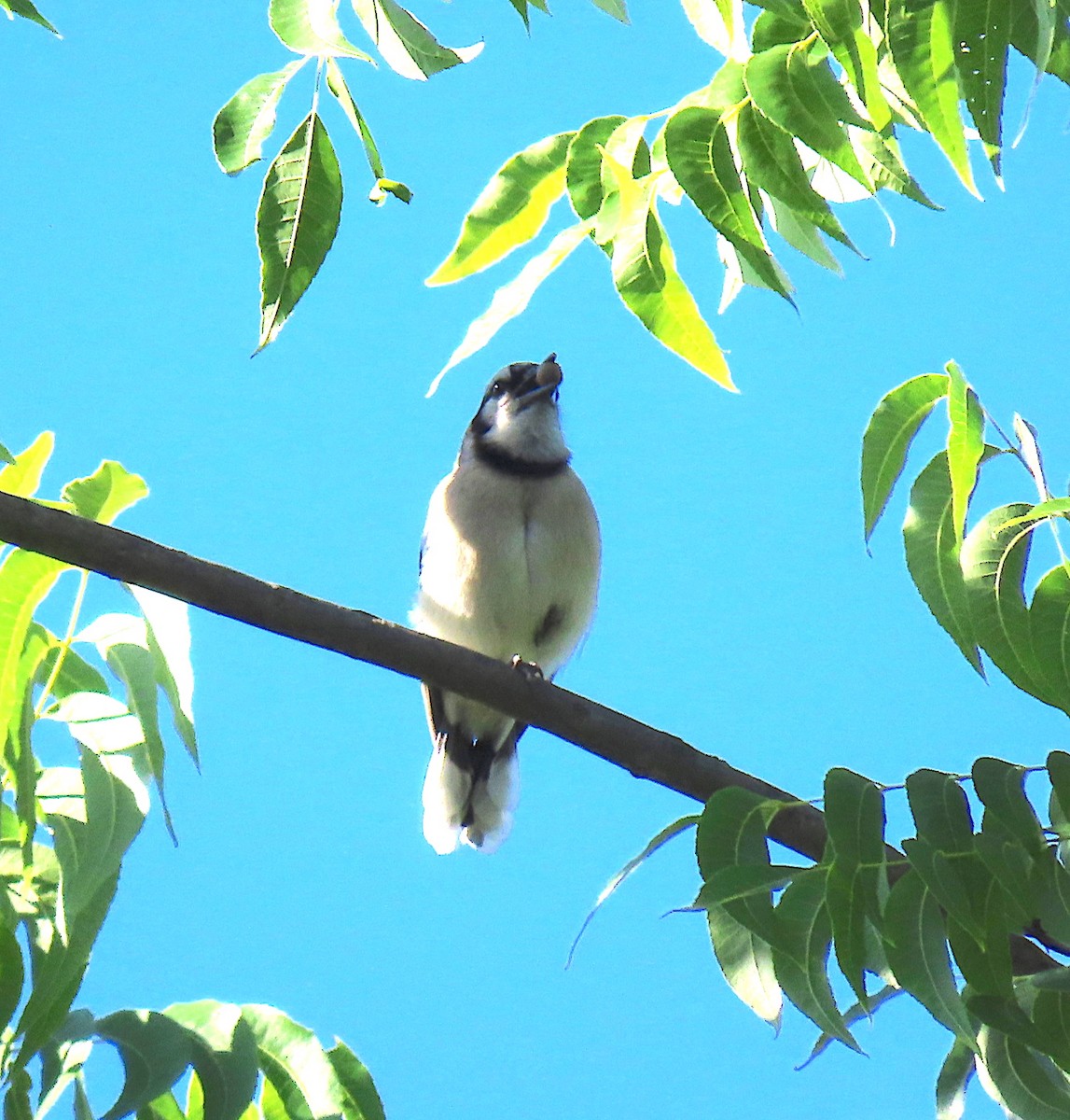 Blue Jay - ML164151601