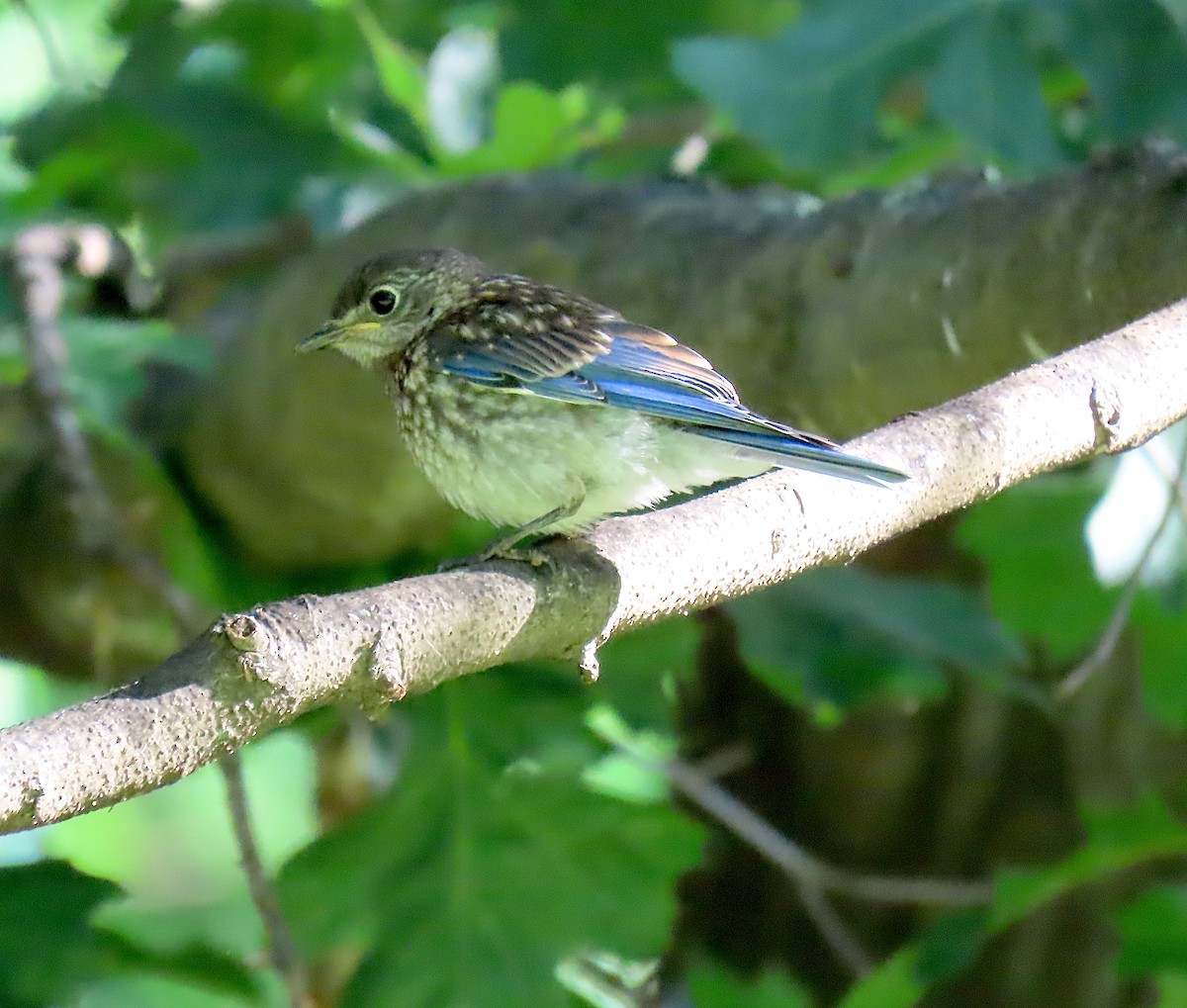 Eastern Bluebird - ML164151661