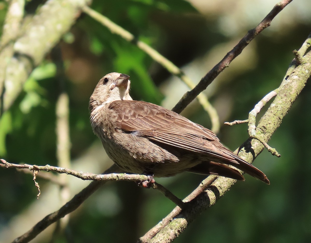 Brown-headed Cowbird - ML164151731