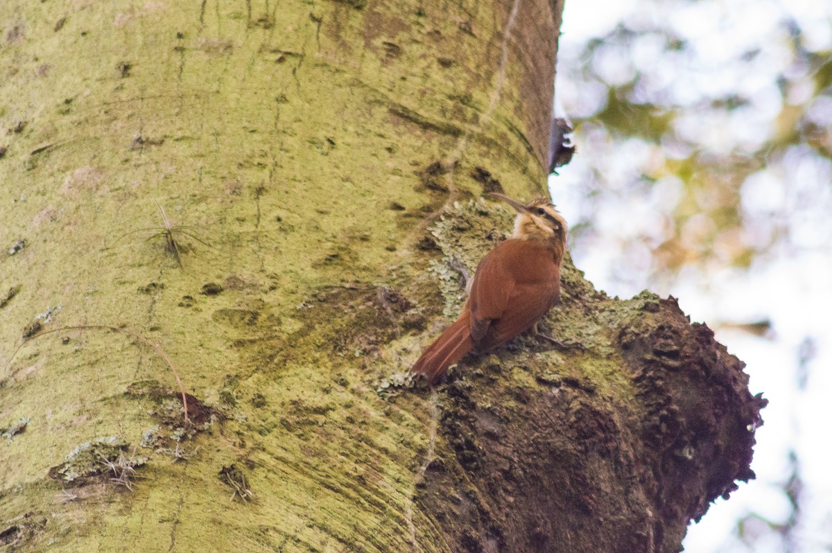 Narrow-billed Woodcreeper - ML164151951