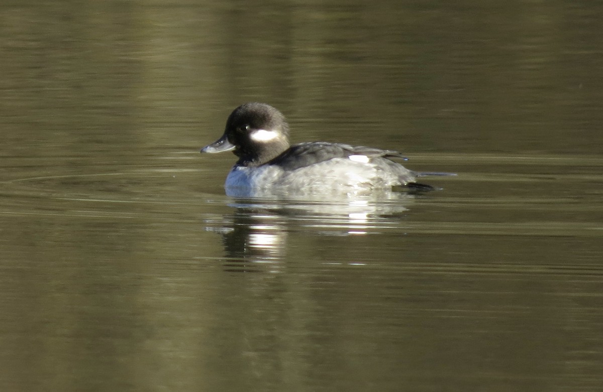 Bufflehead - ML164152211